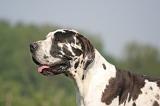 DOGUE ALLEMAND 547